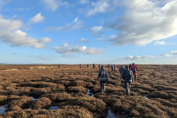 Look Wild; Peatland in the North York Moors 2x