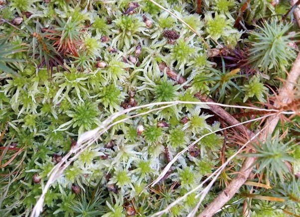 © Holly Ramsden. Notice the dense tuft at the top, which is key to identifying sphagnum from other mosses