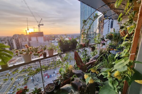 Inspired by nature: Jason Williams, The Cloud Gardener 2x