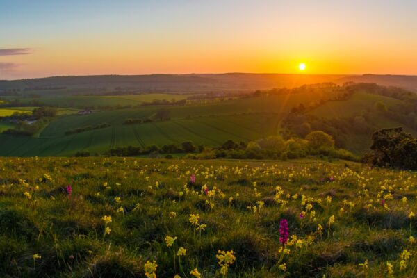 Look Wild: ReNature success in South Downs National Park 2x