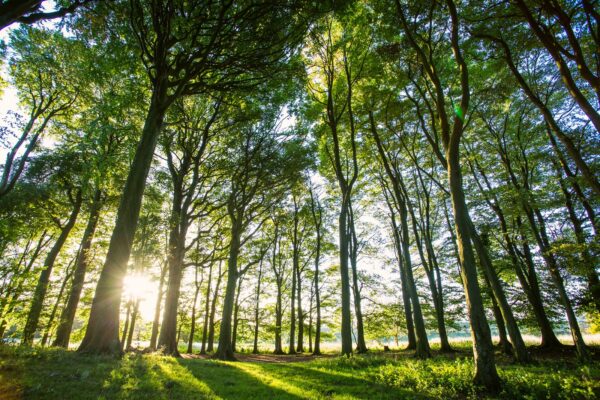 Press Release – Innovative Woodland Initiative in South Downs National Park given funding boost by The Estée Lauder Companies UK & Ireland 2x