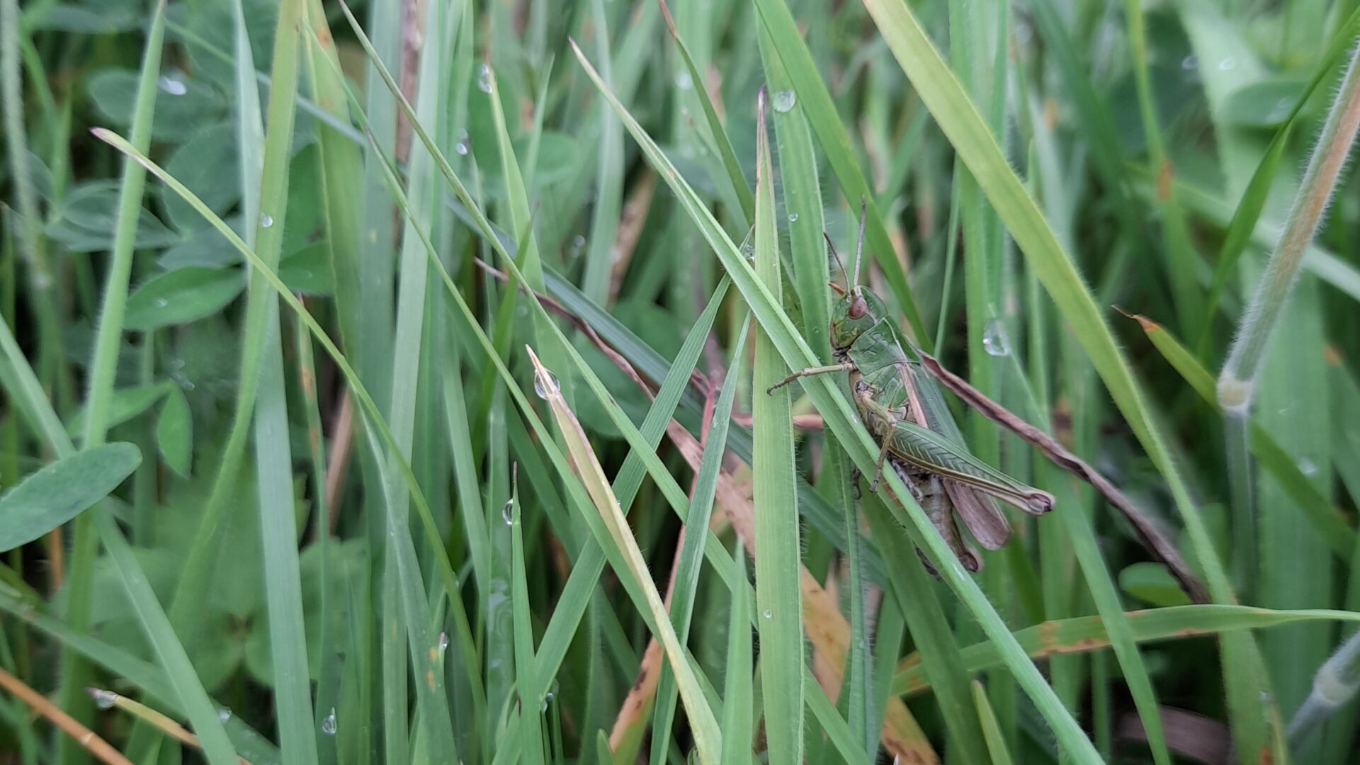 Common Green Grasshopper