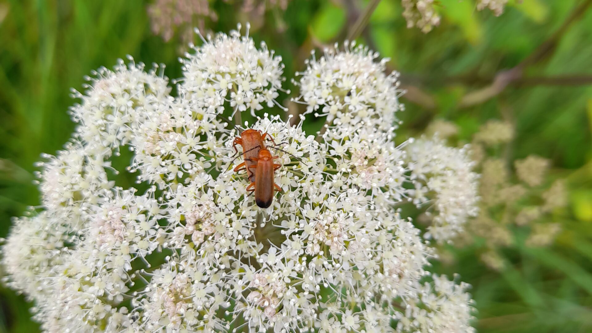 Common Red Soldier Beetles 