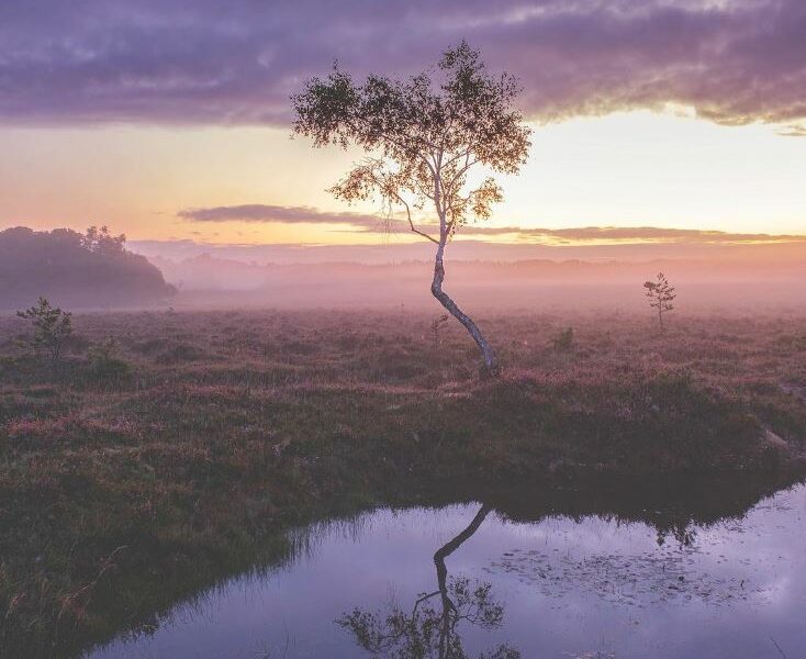 New Forest National Park ©matthew_wardle_photography