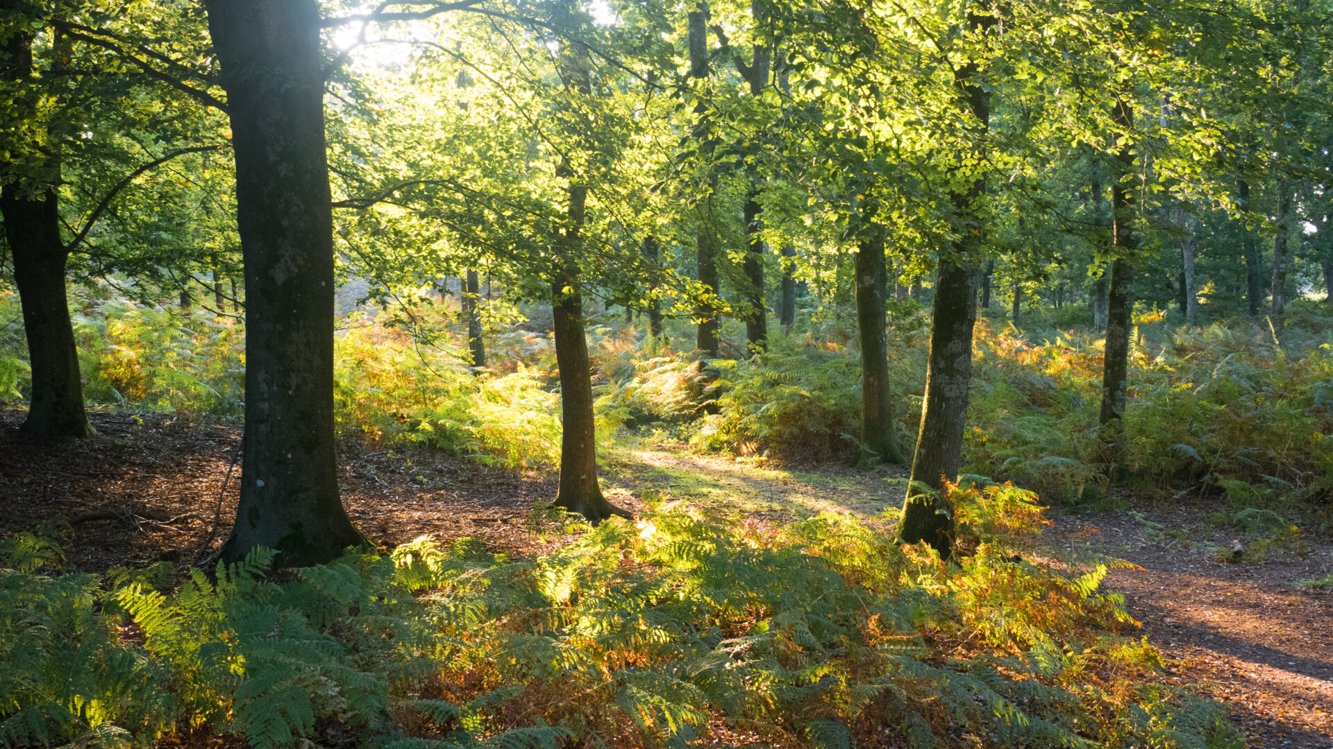 Black Wood