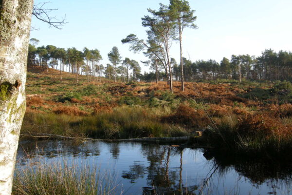 Discover: Wiggonholt Heath 2x