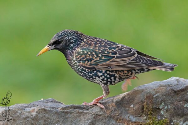 Look Wild: Bird watching in the Peaks 2x