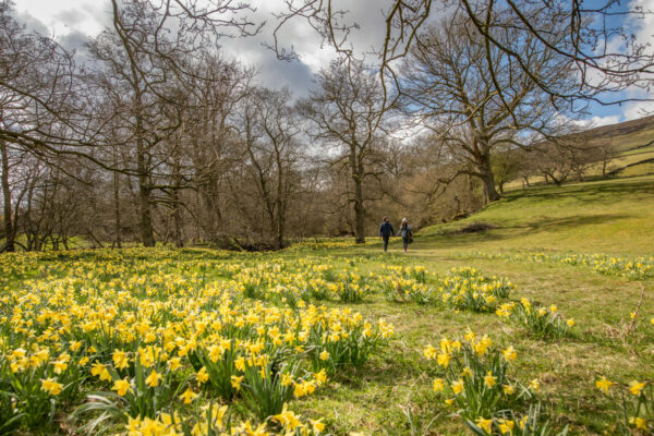 Lookwild: Daffodils of Farndale 2x
