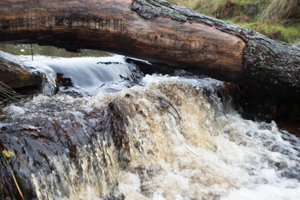 Discover: Nature recovery in Bransdale 2x