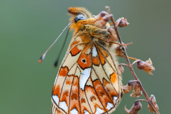 Lookwild: Biodiversity success in the South Downs 2x