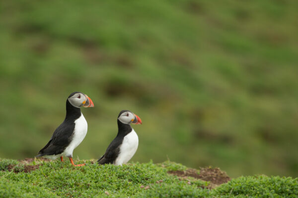 Look Wild: Seabirds of Pembrokeshire 2x