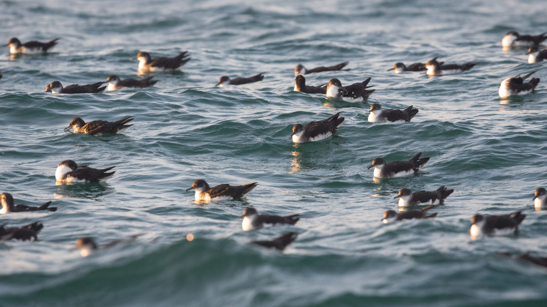Manx shearwaters © PCNPA, Top banner photo : Two puffins © Chris Taylor