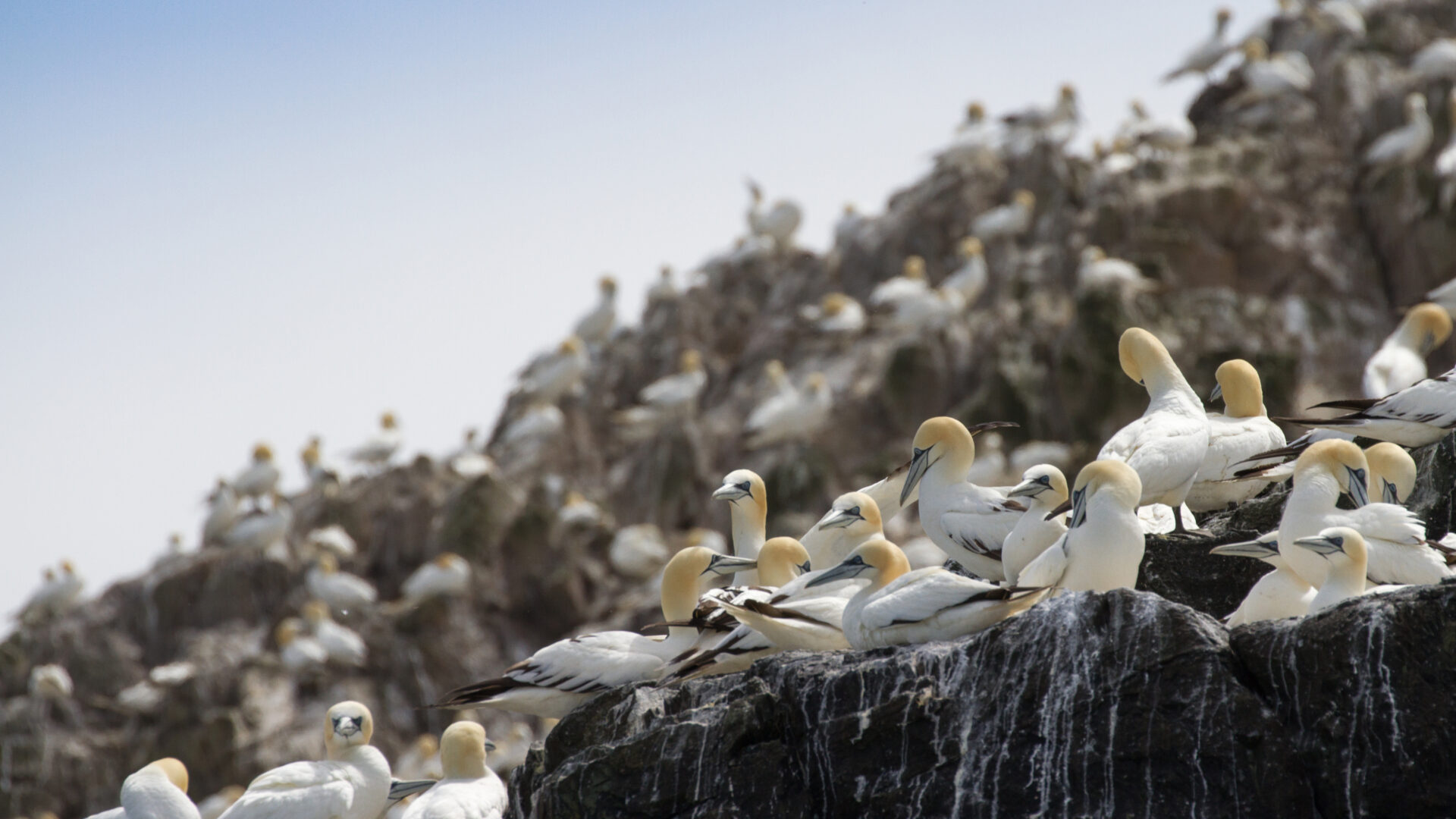 Gannets © PCNPA