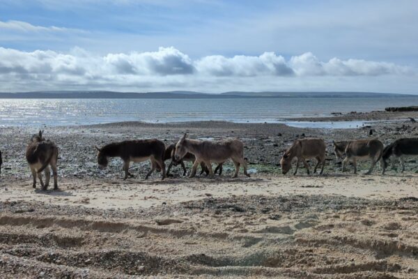 Discover: The New Forest Coast 2x