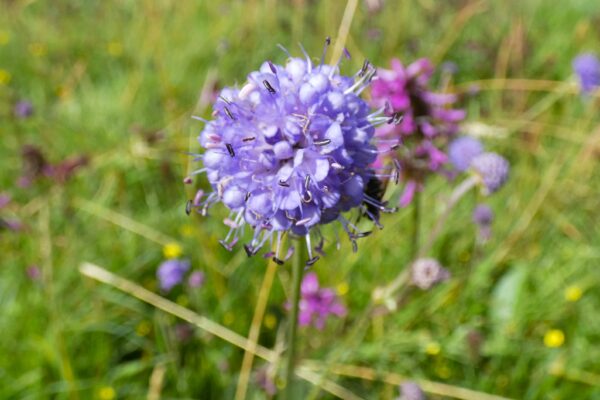 Look Wild: The Yorkshire Dales in August 2x