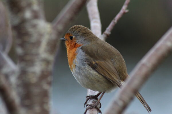 Look Wild: Nature Spotting in the Peak District 2x