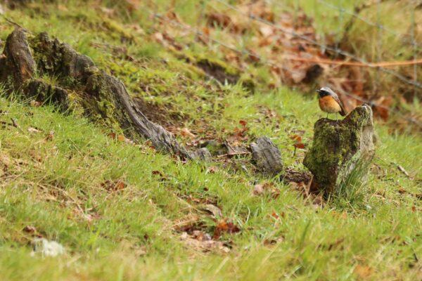 Look Wild: Birds on the Edge 2x