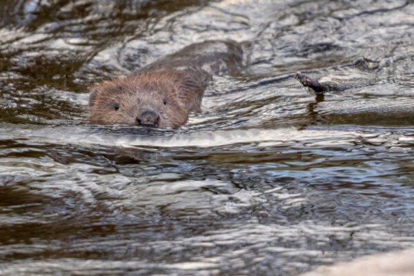 Discover: how beavers were brought back to the Cairngorms 2x