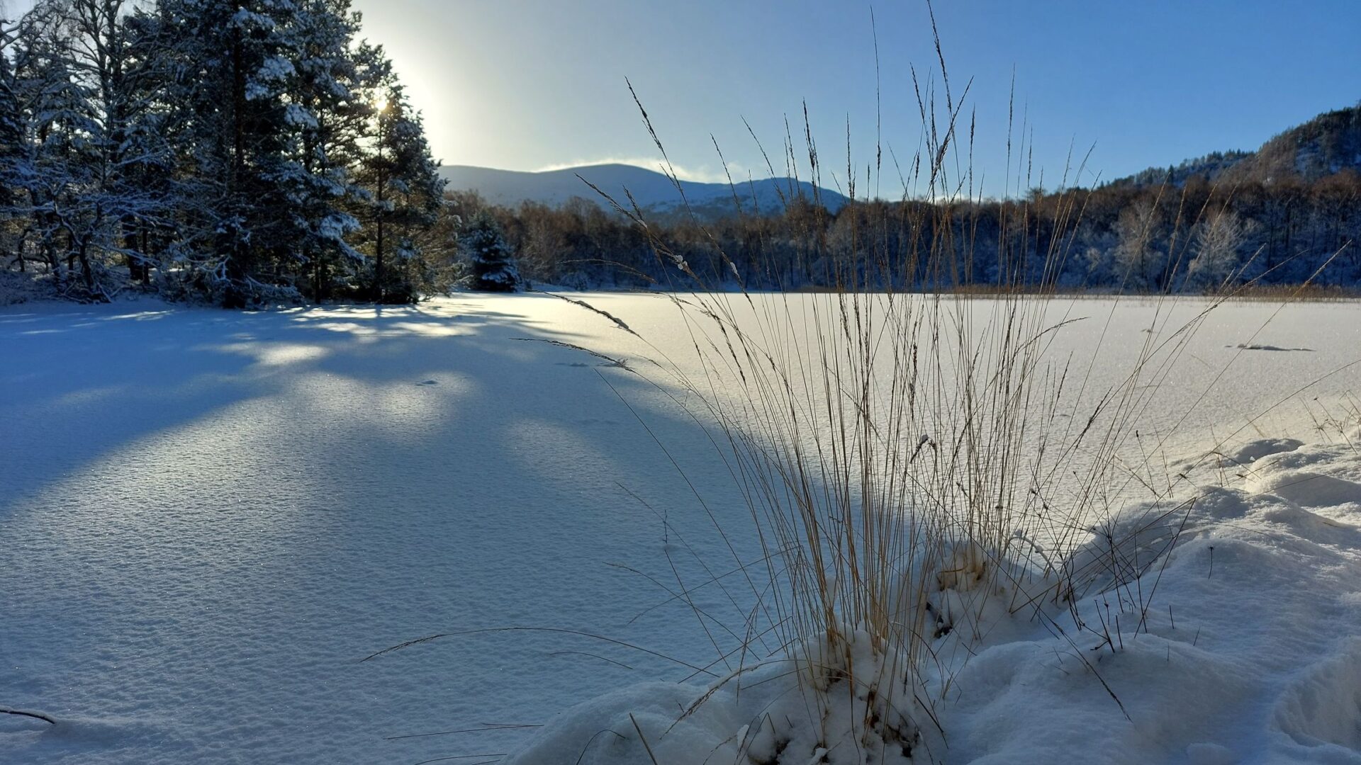 A frozen Lochan Mor in the Rothiemurchus area of the Cairngorms National Park this January. Photo: Jonathan Willet 