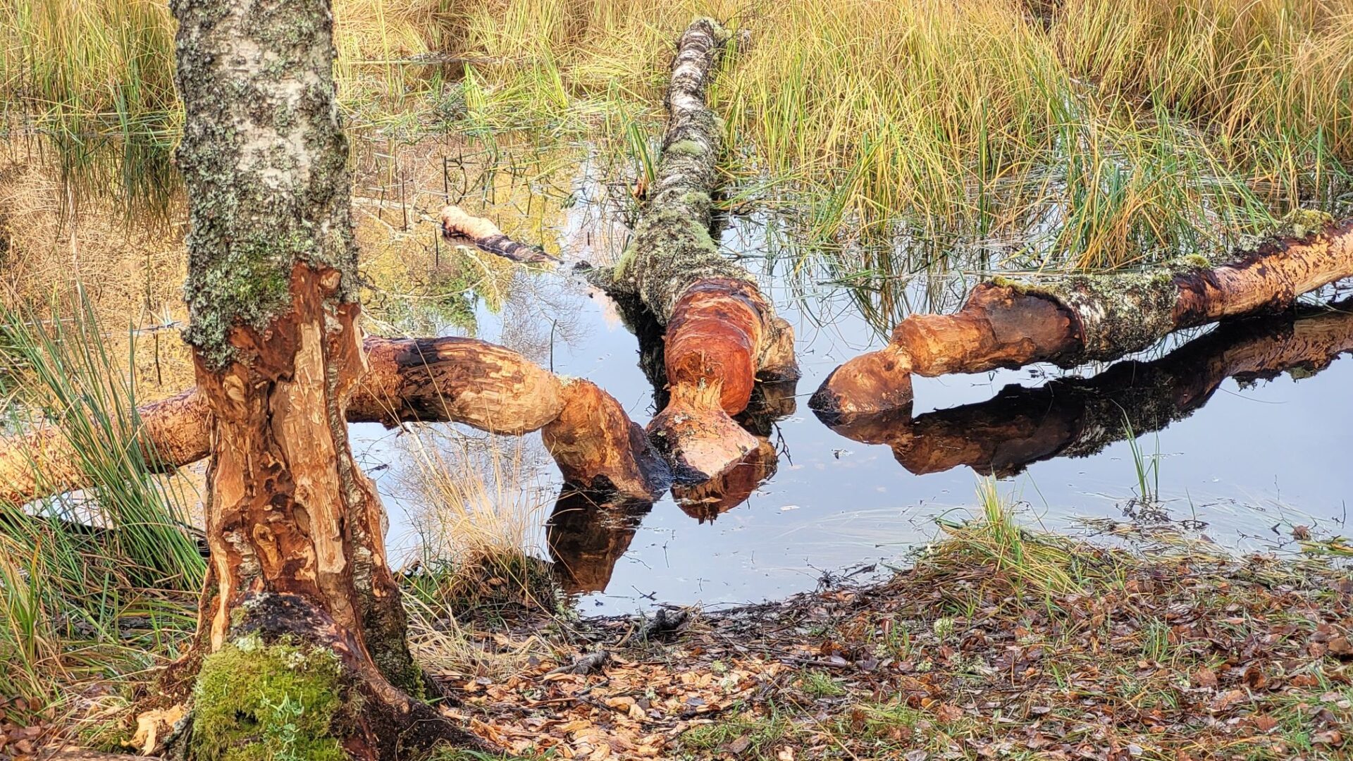 Gnawed trees in Lochan Mor (Lily Loch) - signs of beavers hard at work. Photo: Jonathan Willet 