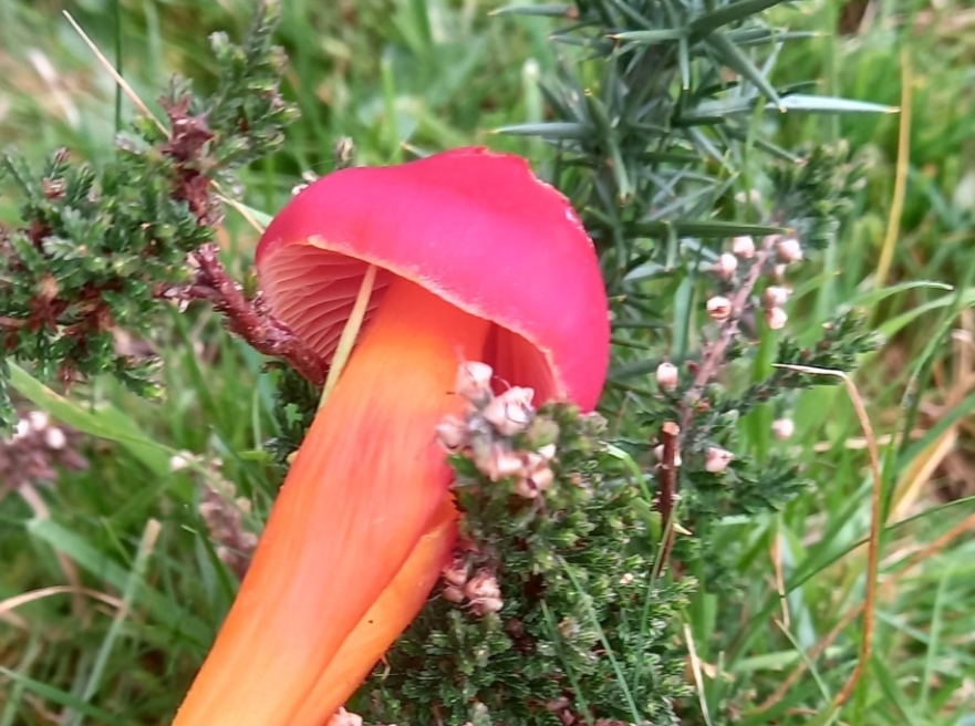 A brightly-coloured waxcap fungi. Photo: Patrick Watts-Mabbott