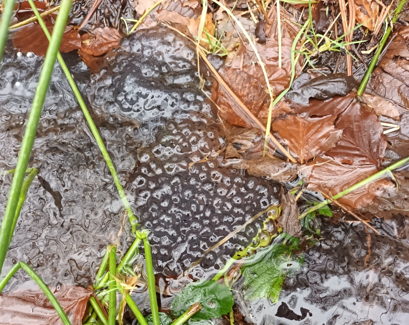 The first frogspawn has been spotted near Exmoor National Park. Photo: Patrick Watts-Mabbott