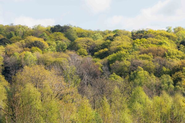 LookWild: Restoring the Lake District’s Woodlands to New Heights 2x