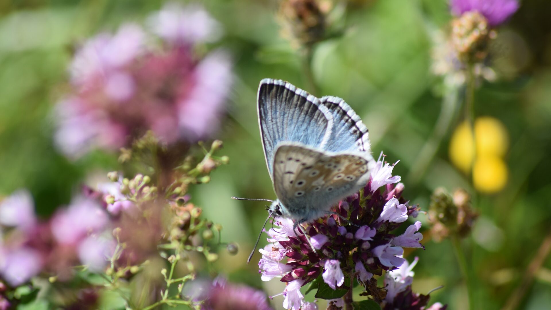 Chalkhill blue © Jan Knowlson