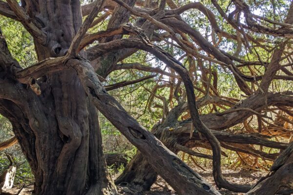 Discover: An Enchanting Walk Through Kingley Vale 2x