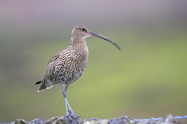 LookWild: Crucial Weeks for Curlew in the Yorkshire Dales 2x