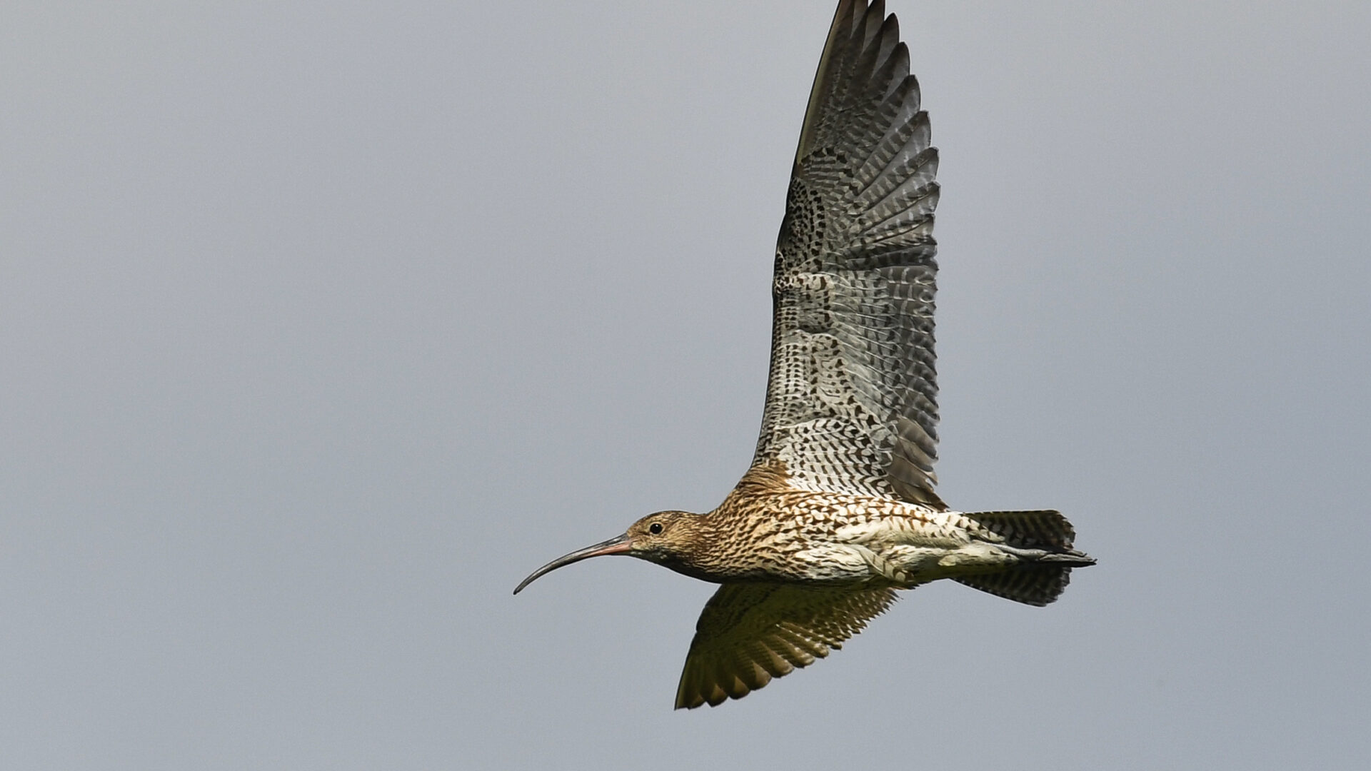 Curlew in flight © David Hill