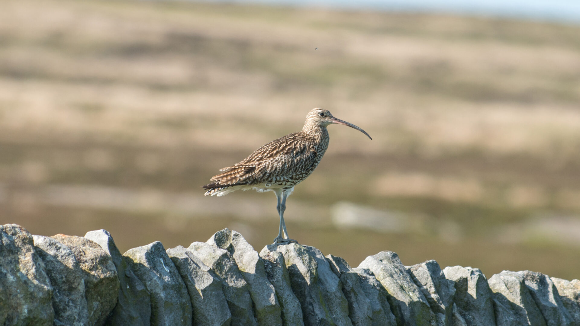 Eurasian Curlew © Ian Proudler