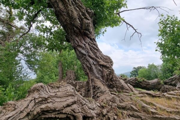 Discover: how you can help to save Britain’s most endangered tree 2x