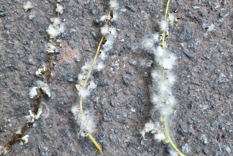 The fluffy and prolific female seeds of black popular were once considered a nuisance and the tree was often removed 