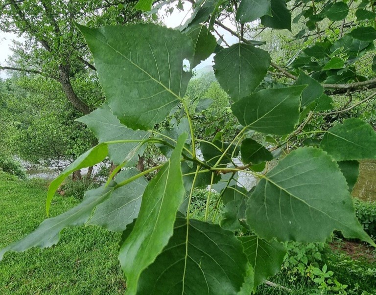 Black poplar leaves 
