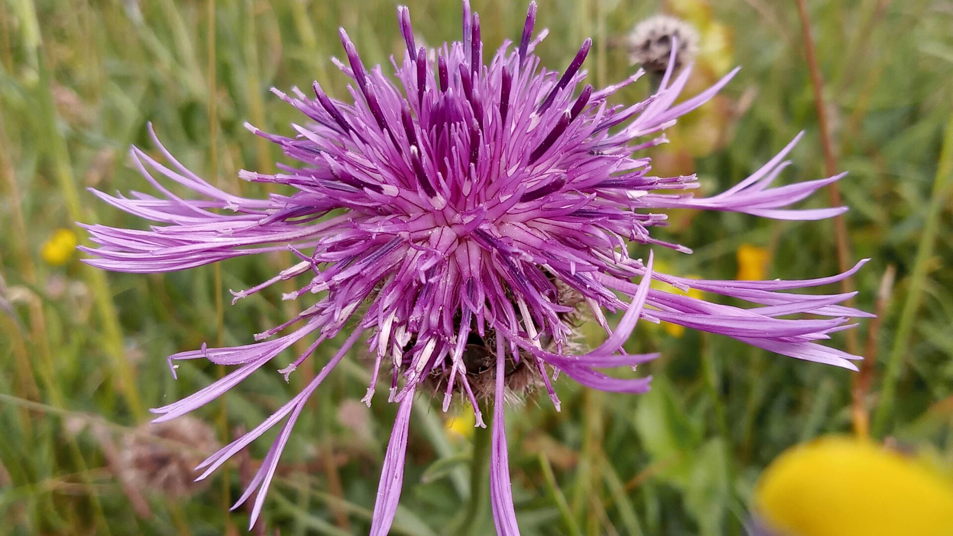 Knapweed in a North York Moors wildflower meadow