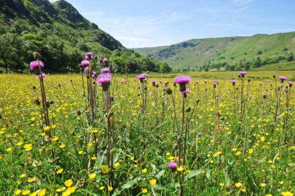 Lake District hay meadows supported through BMW UK funded Recharge in Nature partnership 2x