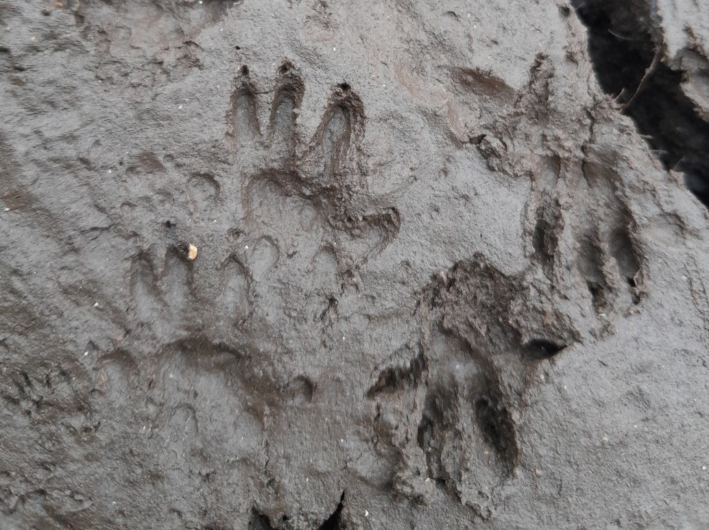 Water vole paw prints. Photo: Hannah Southon