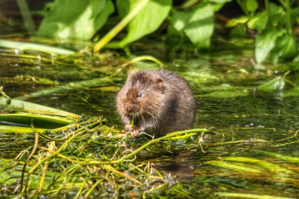 LookWild: How water voles were brought back from the brink in the Broads 2x