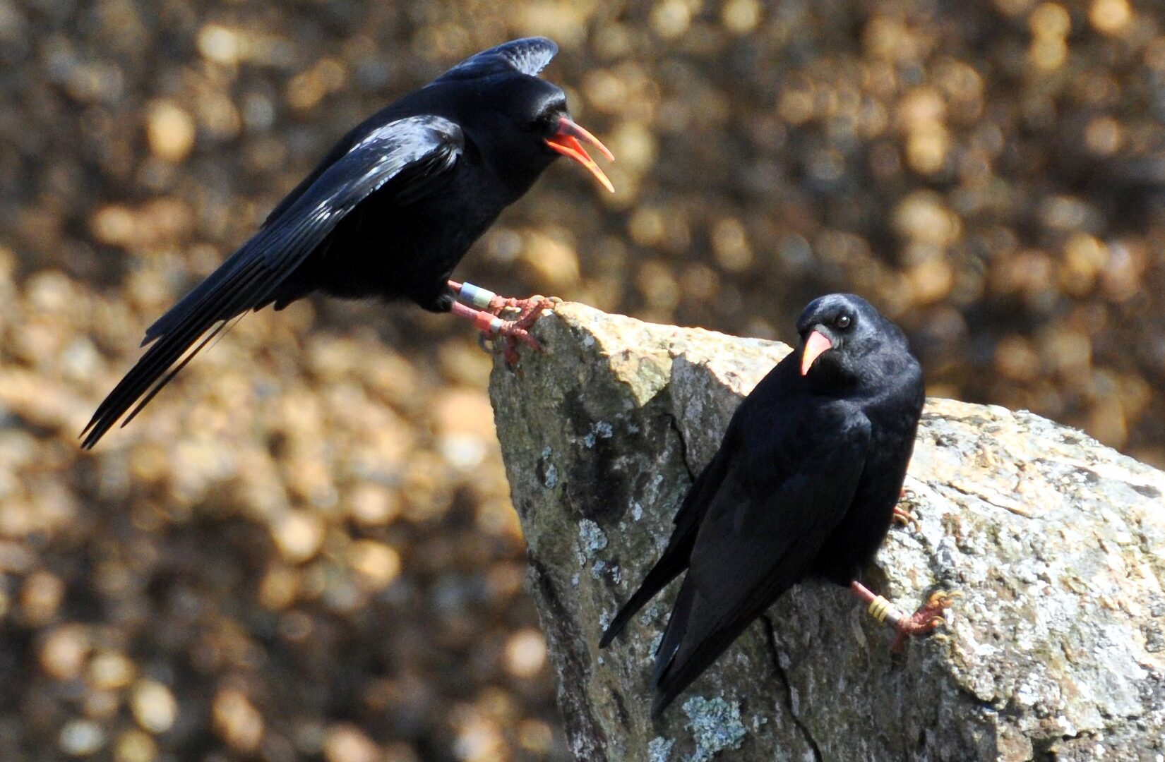 Choughs are easily identified by their curved red bills and red legs