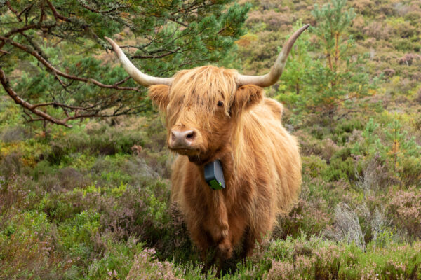 LookWild: Cows and capercaillie – a natural alliance 2x