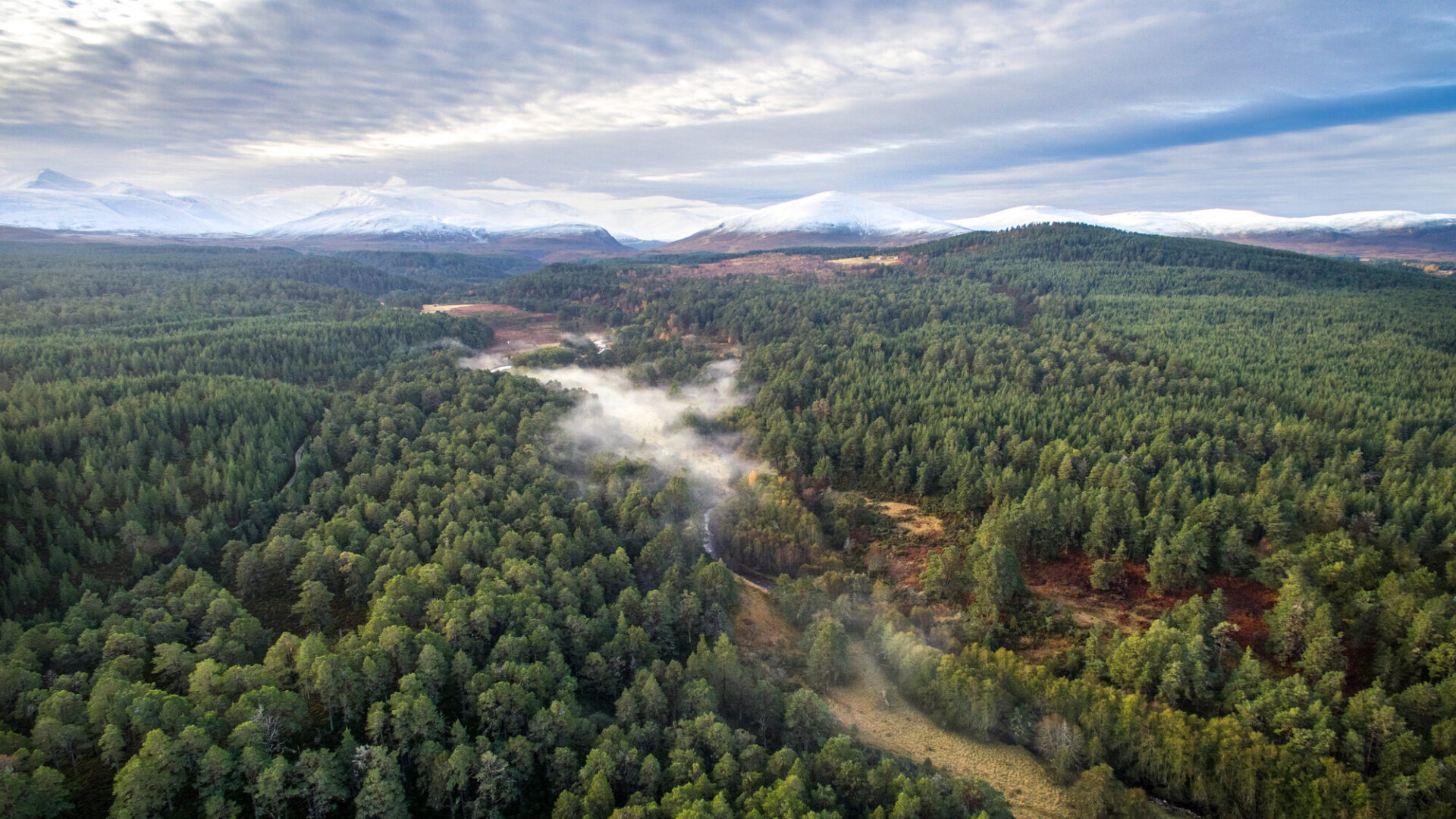 Mist drifts through clearings in the Abernethy forest, with the snow-covered Cairngorms beyond