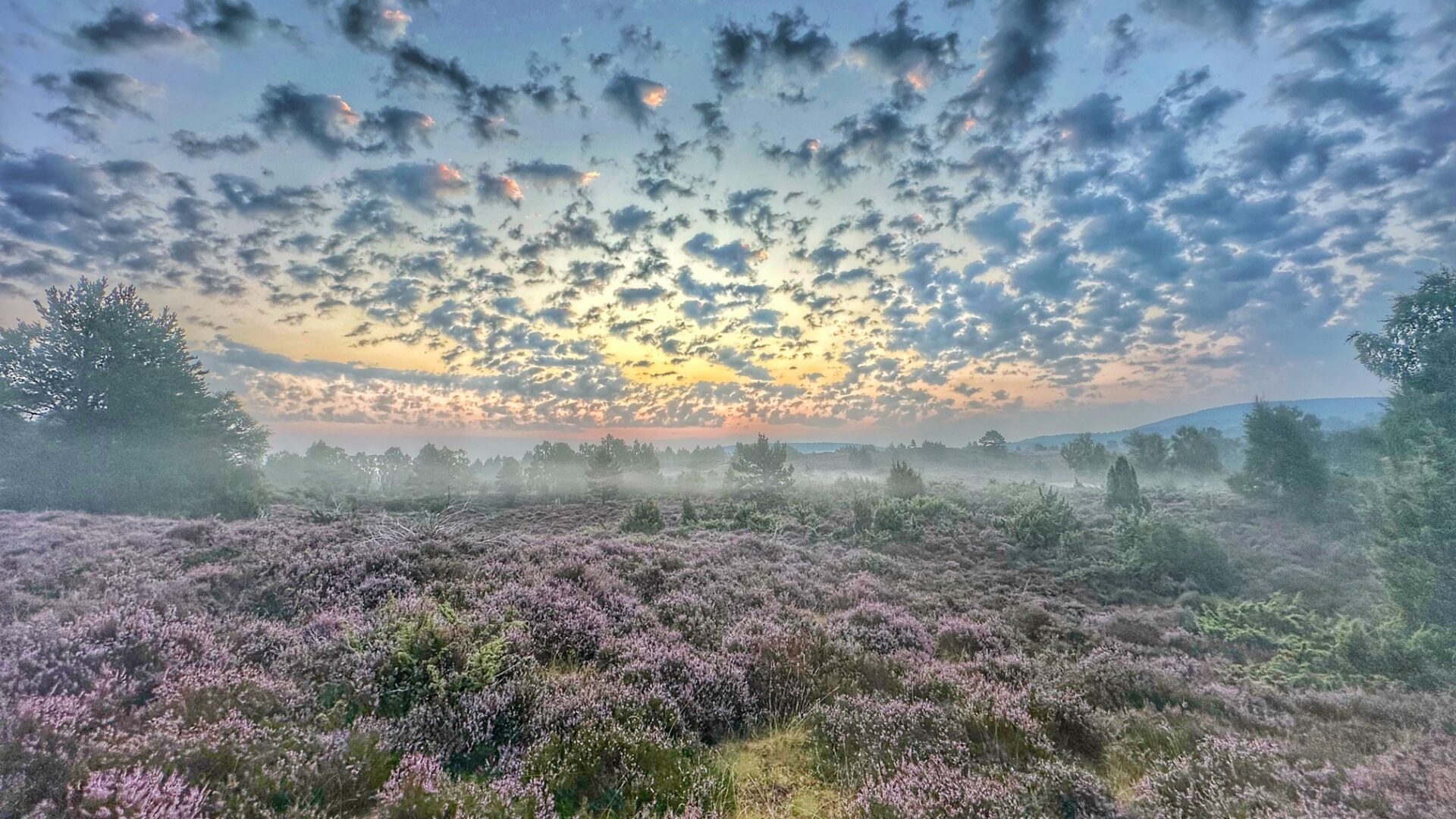 Gill Williams's image of the rare heathland of Tulloch Moor at dawn, taken in the Cairngorms National Park, won the public vote