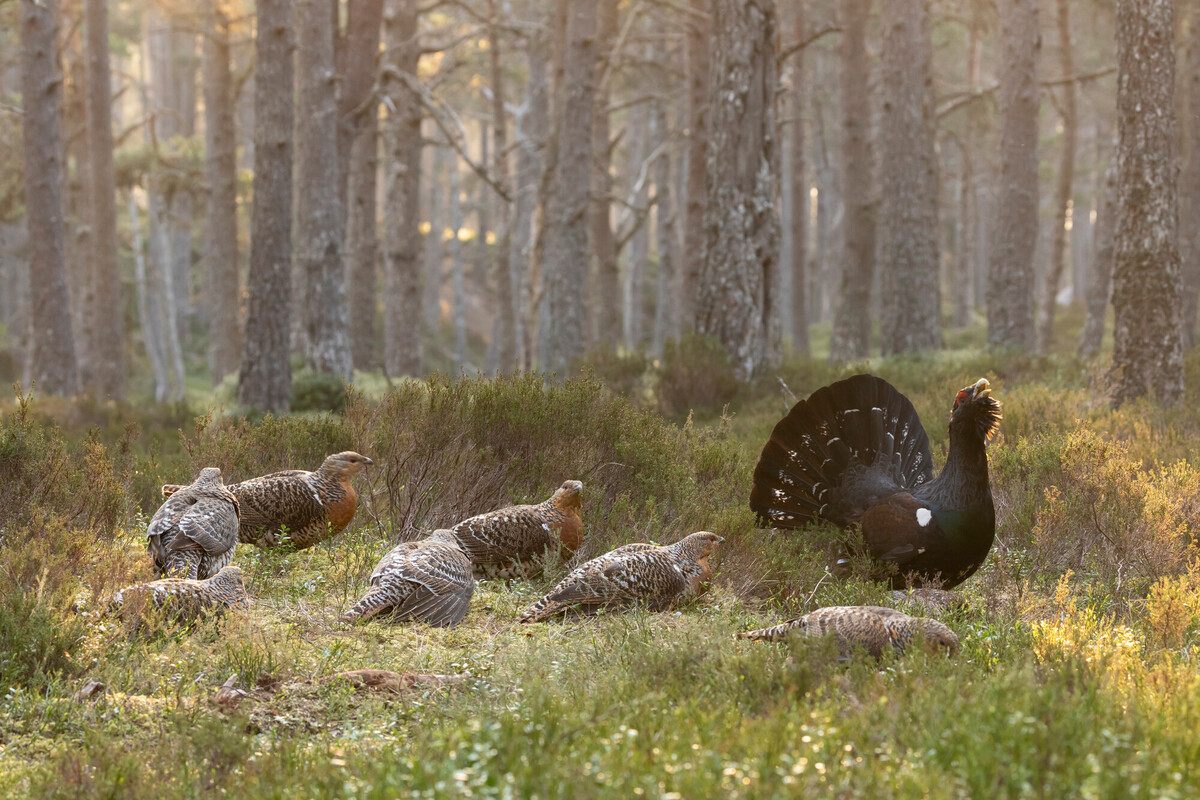A host of female capercaillies gather around a 'lekking' male strutting his stuff during the mating season