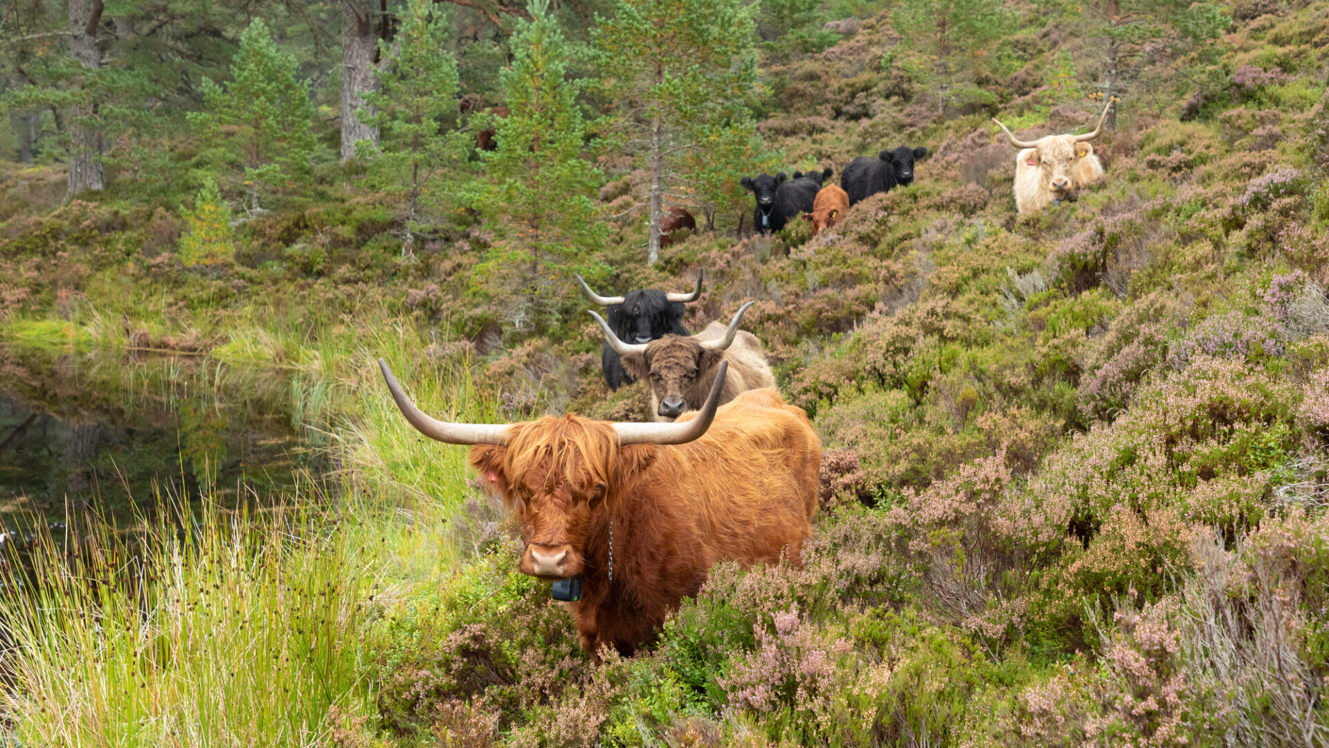 Cattle in the Abernethy forest - large grazing animals are essential for healthy ecological processes