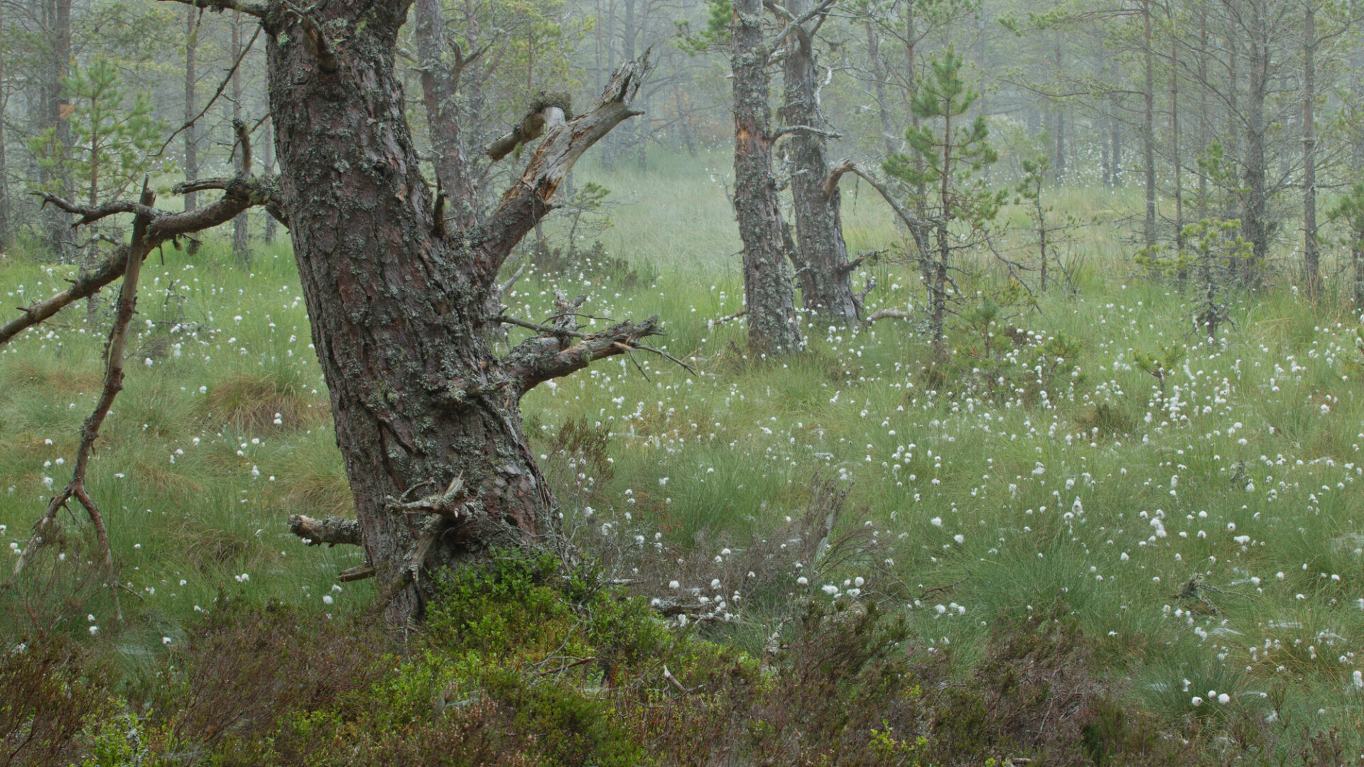 The Abernethy forest floor in spring