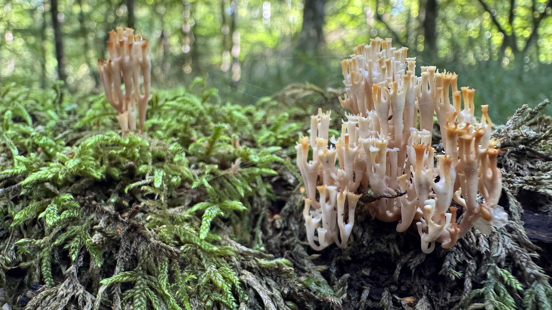 Candelabra Coral (Artomyces pyxidatus) in the New Forest National Park
