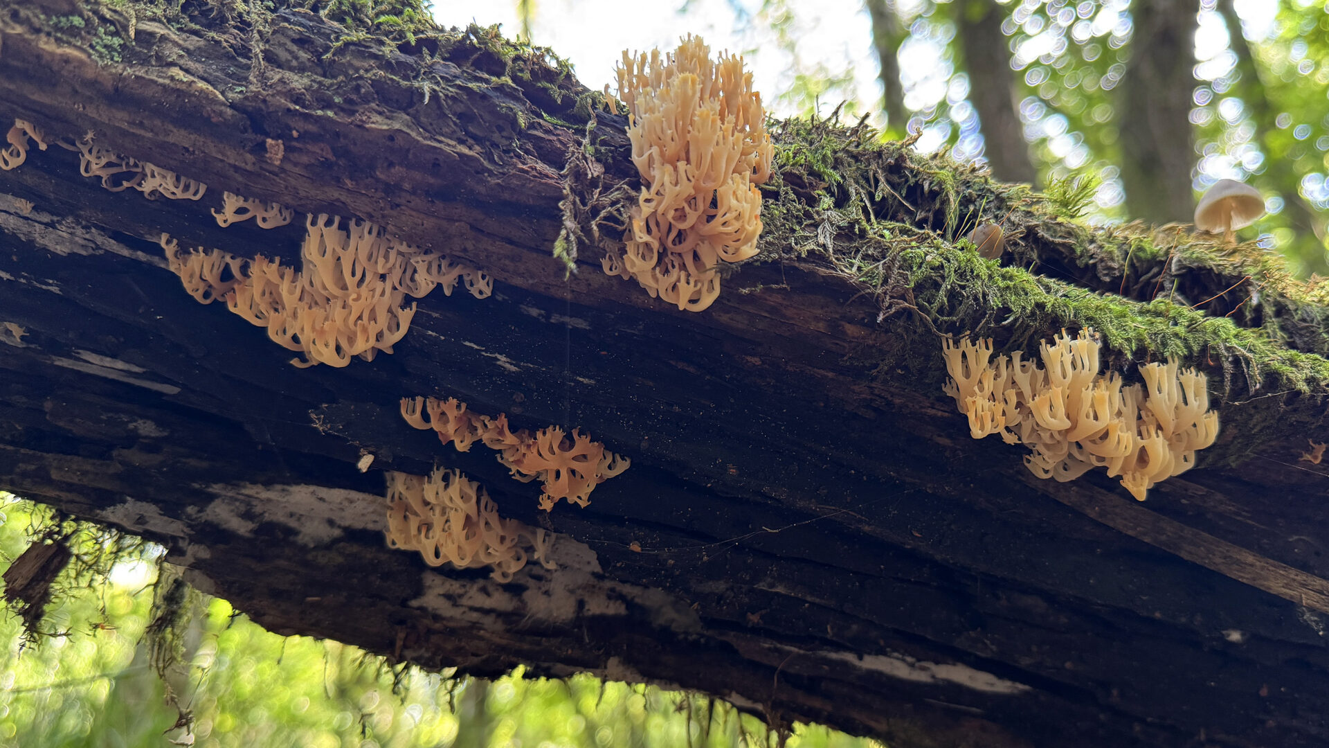The fungus thrives on deadwood and in moist woodland environments