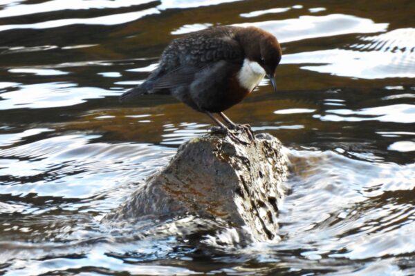 LookWild: Song of the stream – the fascinating life of the dipper