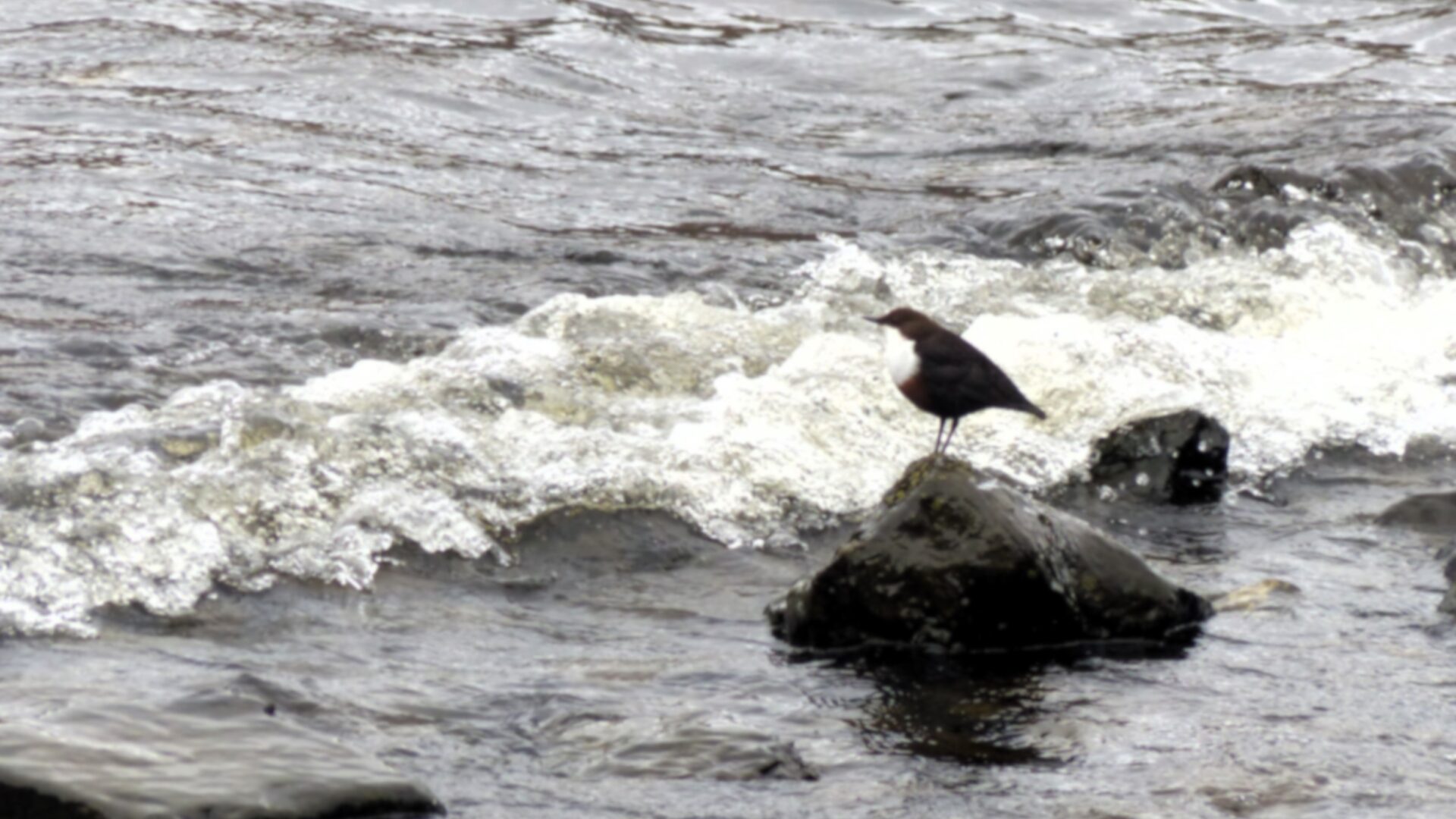 A dipper braves the elements on the shores of a loch in winter 